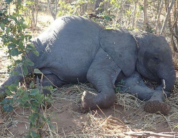 Afrik24 Kenya